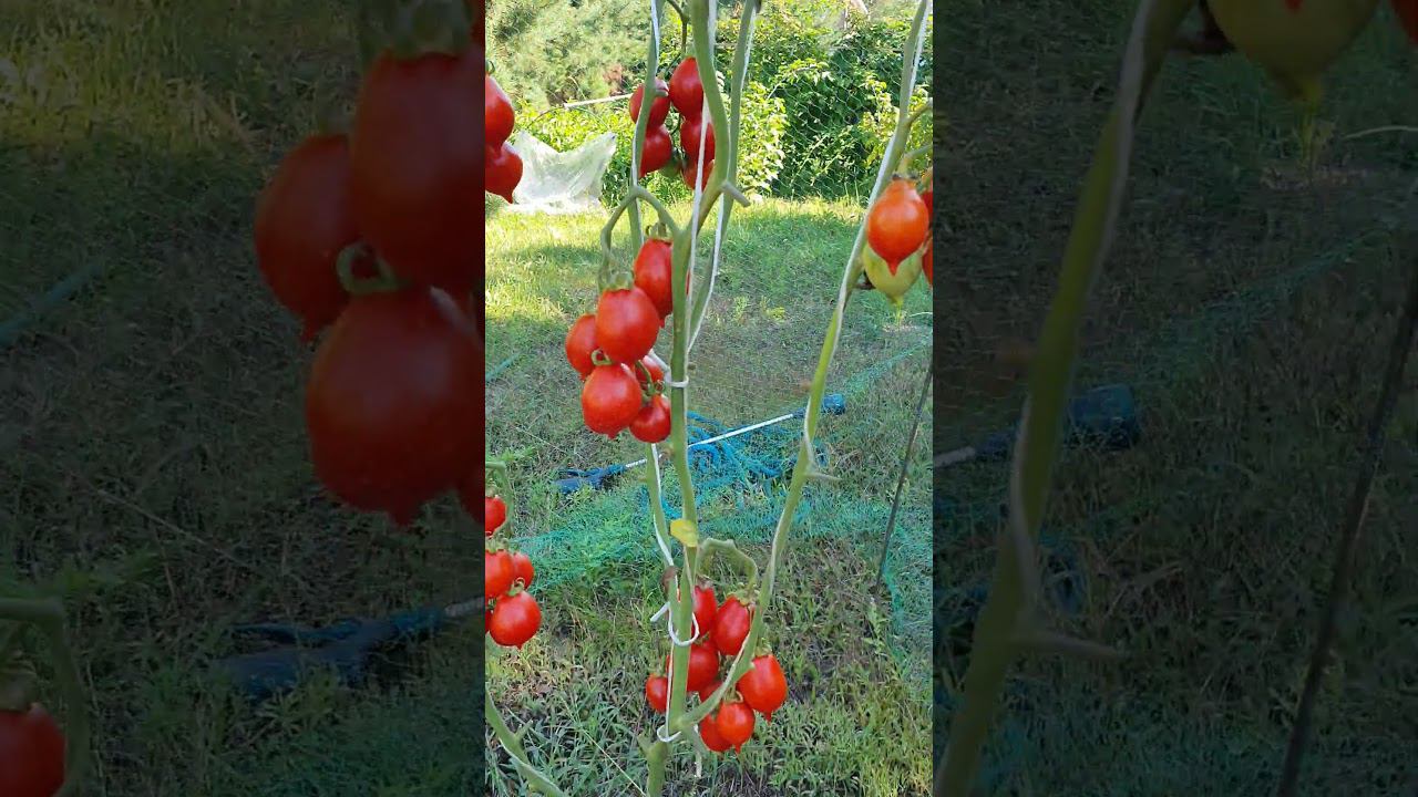 Пьенолло дель Везувио. смотреть онлайн