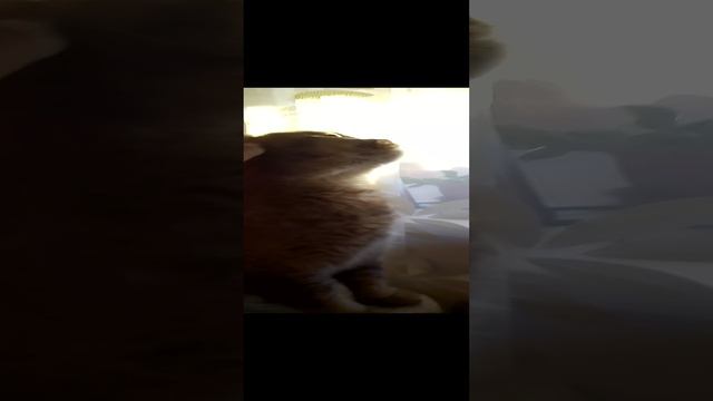 снимаю ролики про котика