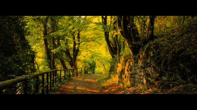 J. S. Bach - Brandenburg Concerto No.1 in F major BWV 1046 - I Allegro смотреть онлайн
