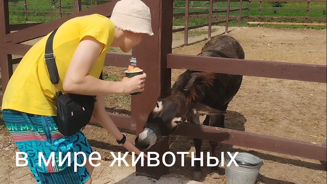 кормлю очень опасных зверей смотреть онлайн