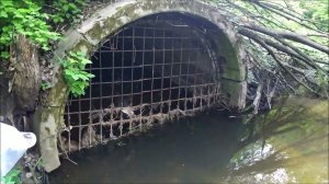 Ловля уклейки сачком в ручье. 01.06.21/ Fishing for Common bleak with a net in a stream. 01.06.2021.