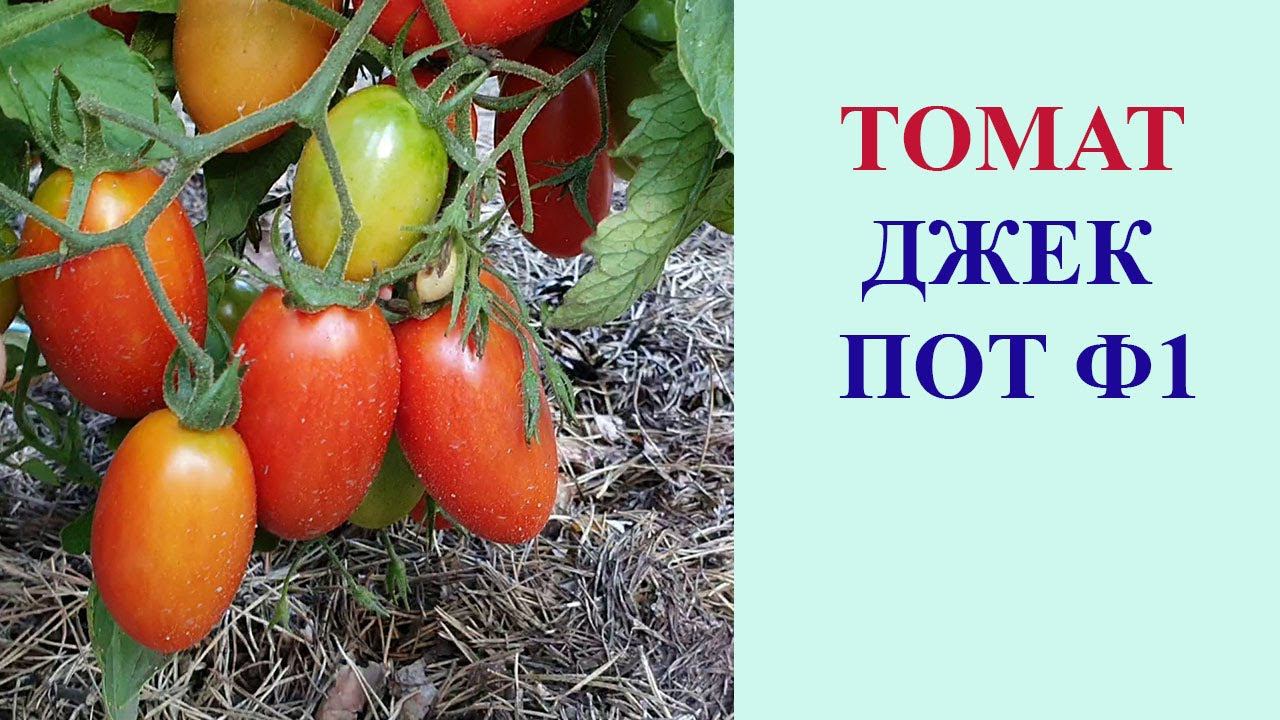ТОМАТ ДЖЕК ПОТ F1 смотреть онлайн