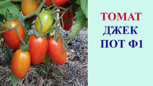 ТОМАТ ДЖЕК ПОТ F1