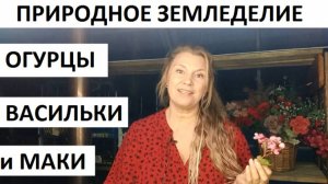 Огурцы в природном земледелии. Васильки и маки)