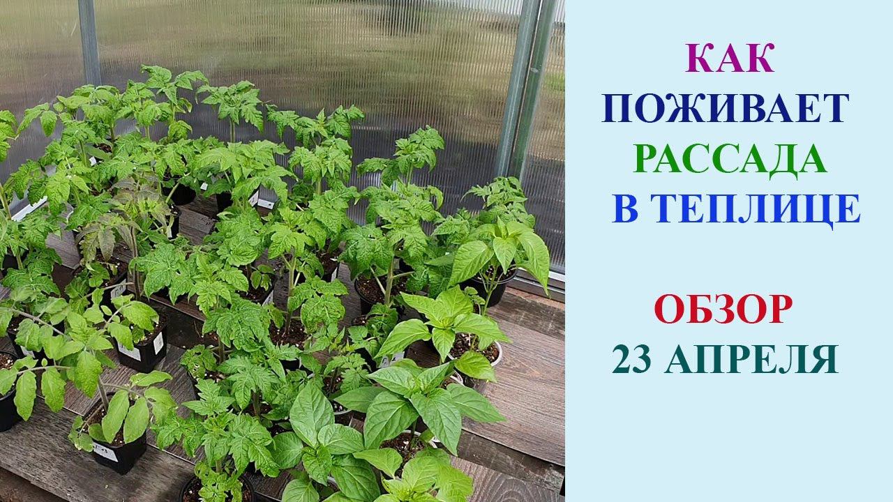 КАК ПОЖИВАЕТ РАССАДА В ТЕПЛИЦЕ. ОБЗОР 23 АПРЕЛЯ. ГНОМЫ. смотреть онлайн