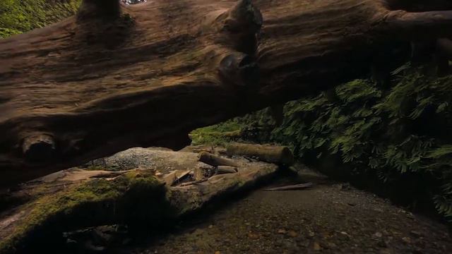 Cartoon Why We Lose feat Coleman Trapp NCS (Reverb & Slowed & 3D) смотреть онлайн