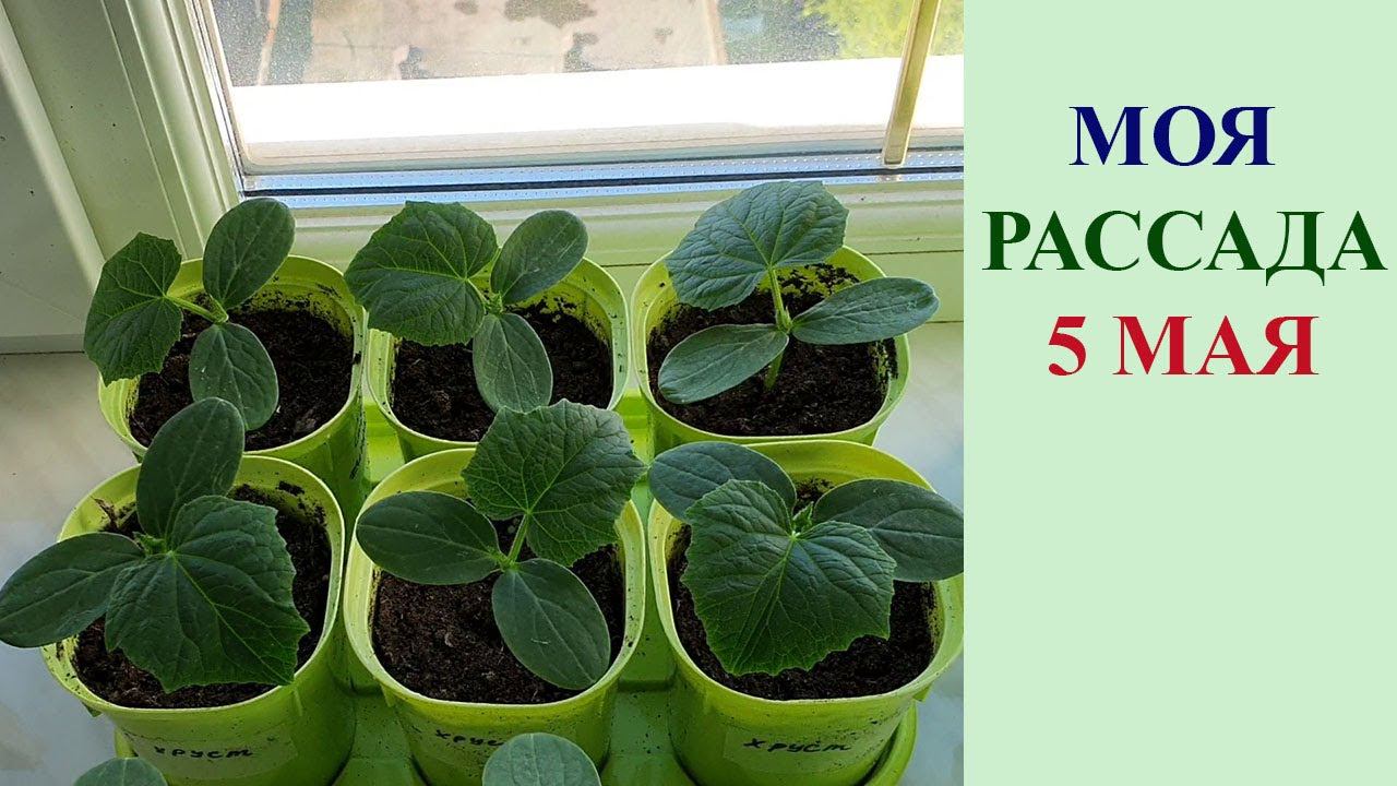 МОЯ РАССАДА 5 МАЯ смотреть онлайн
