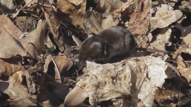 Белозубка ( Crocidura ) смотреть онлайн