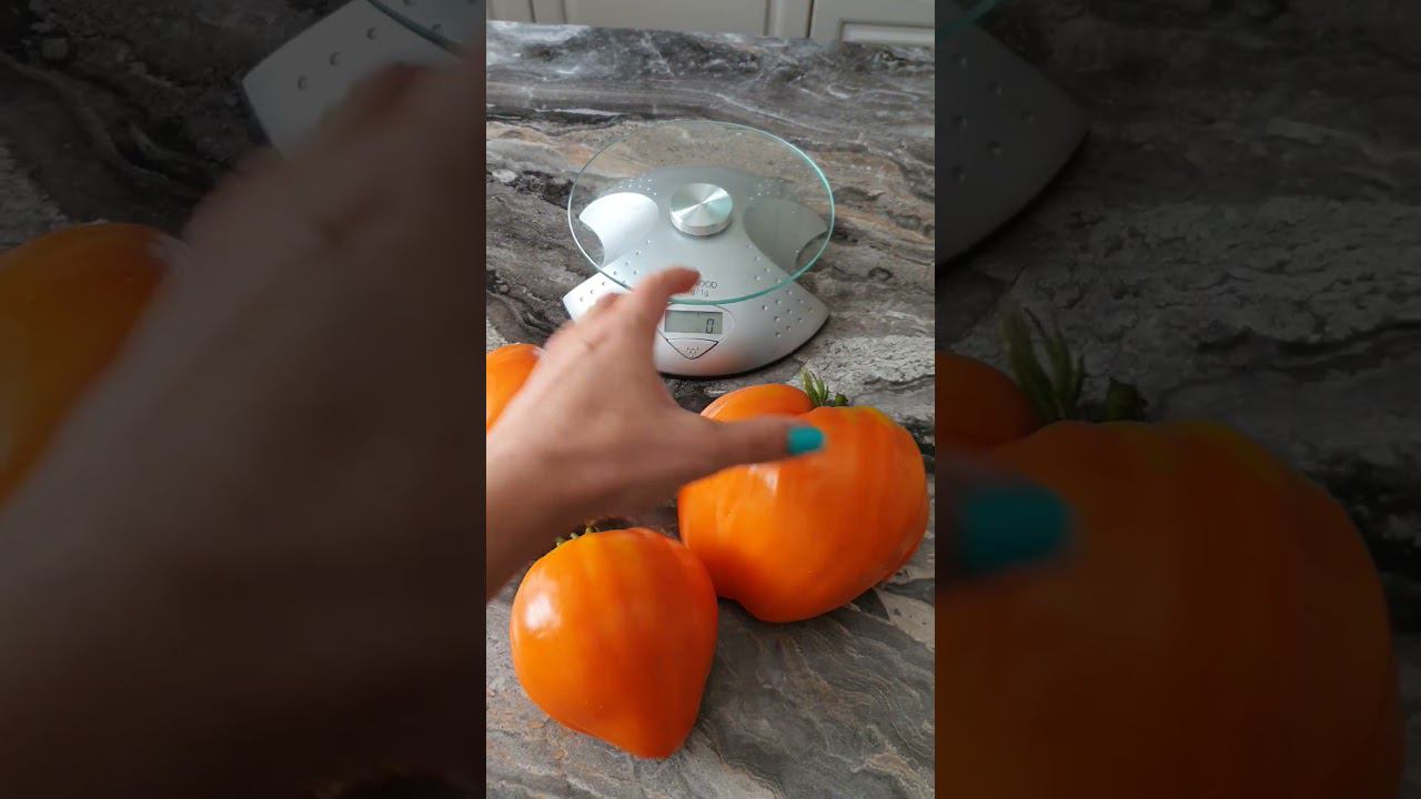 Жёлтый с озера Брет. Очень редкий сорт. смотреть онлайн