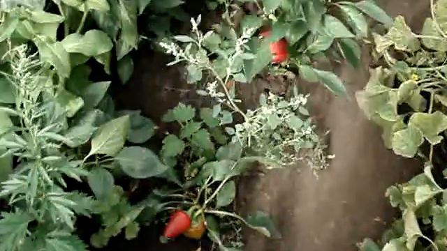 Что растёт в теплице. смотреть онлайн