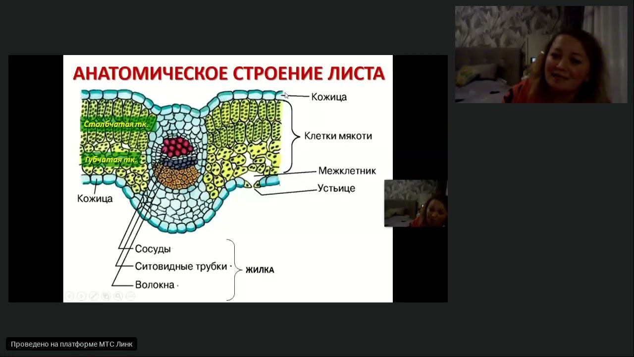 Внешнее и внутреннее строение листа смотреть онлайн
