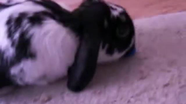 my pet bun Oreo смотреть онлайн