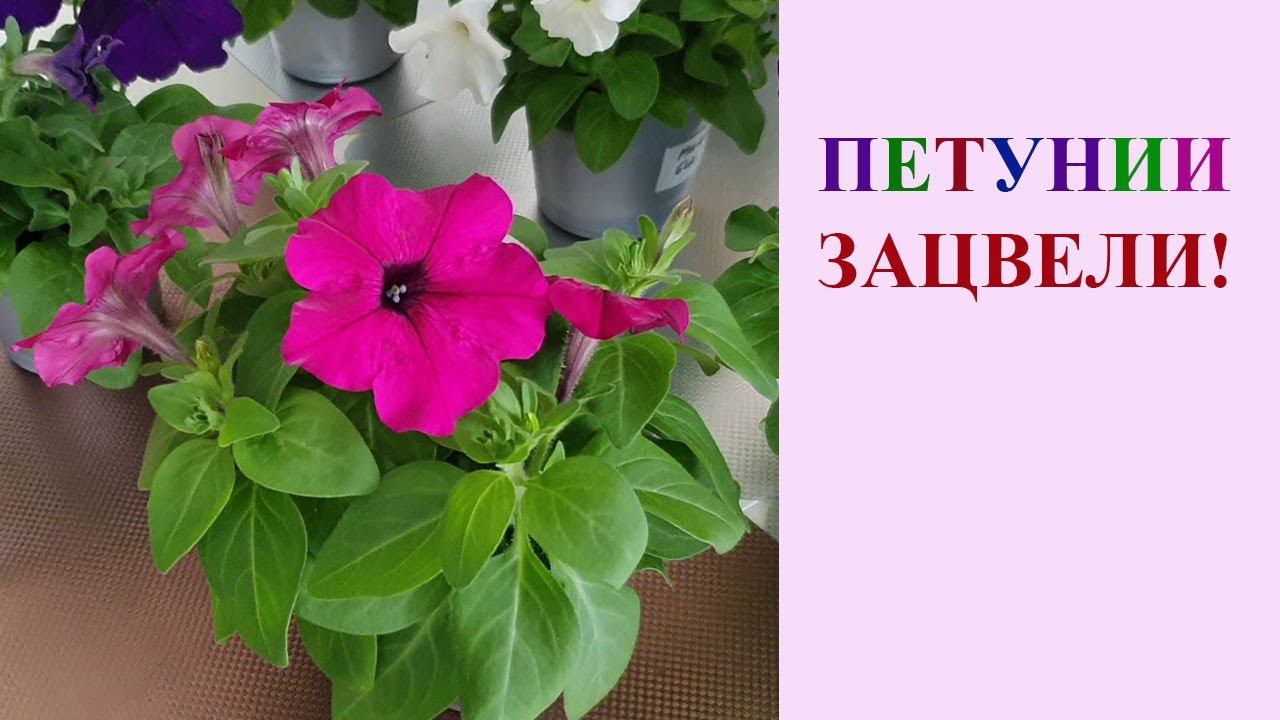 ПЕТУНИИ ЗАЦВЕЛИ! смотреть онлайн