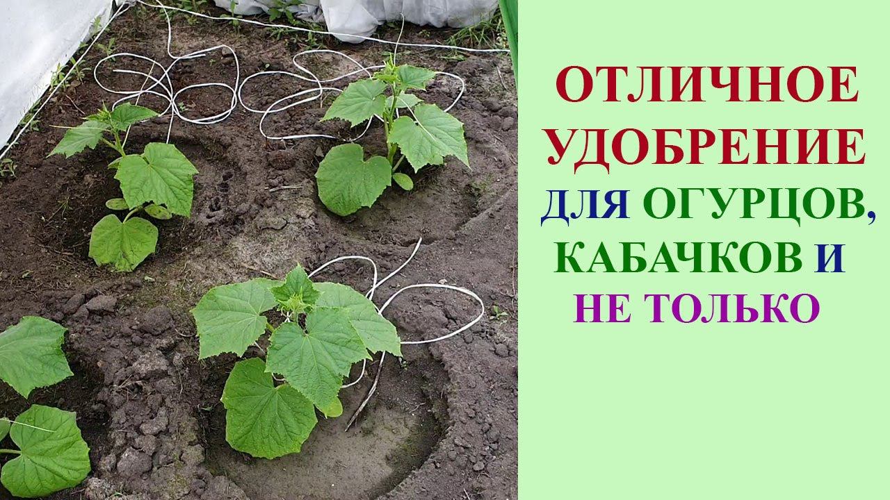 ОДНО ИЗ ЛУЧШИХ УДОБРЕНИЙ ДЛЯ ОГУРЦОВ, КАБАЧКОВ И ДРУГИХ КУЛЬТУР. ПОПРОБУЙТЕ - НЕ ПОЖАЛЕЕТЕ! смотреть онлайн