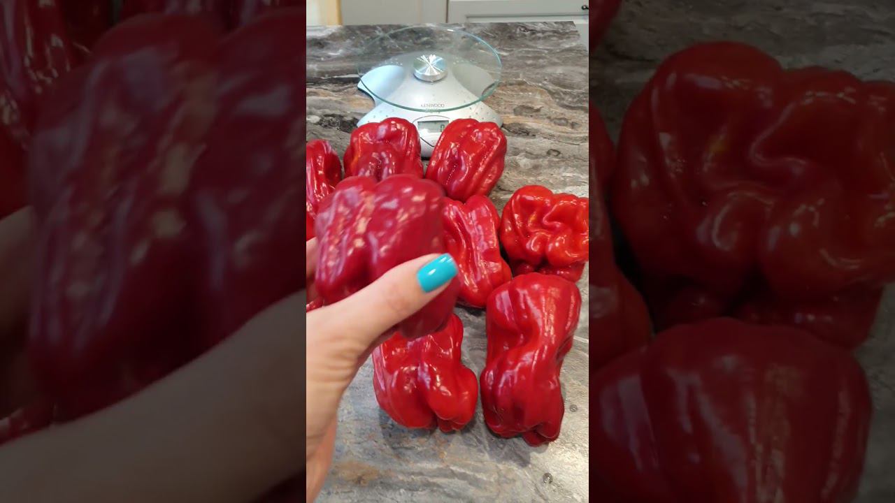 Острый перец Лихач. интересный сорт. смотреть онлайн