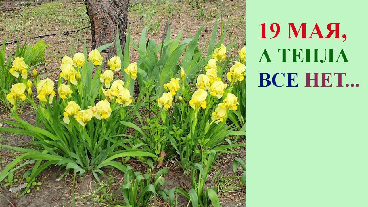 ОБЗОР УЧАСТКА. ЧТО РАСТЕТ, А ЧТО ЗАМЕРЗЛО. смотреть онлайн