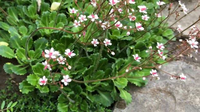 ПРОГУЛКА ПО САДУ. УТРО 18 мая 2024. смотреть онлайн