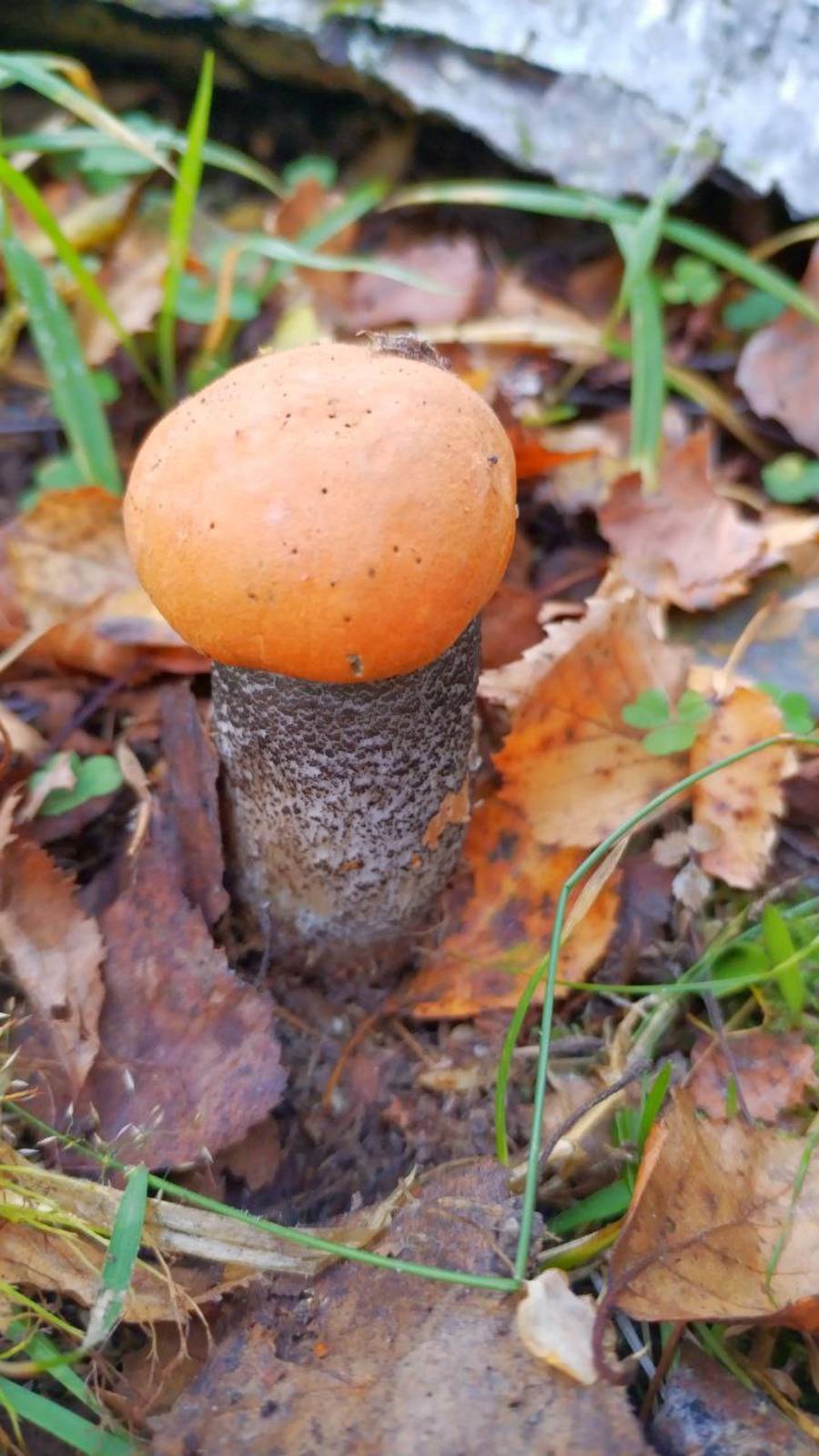 14 сентября 2024 года грибы в лесу Тверская область. #14сентября #2024 #грибы #влесу #сентябрь