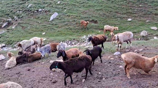 моли зариф ягноб смотреть онлайн