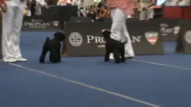 Cacib Wels 21.08.09 Open class miniature schnauzer black смотреть онлайн
