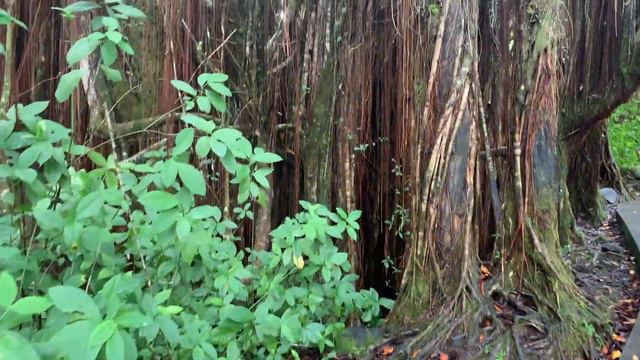 finding myself on the Big Island ~ life in Hawaii смотреть онлайн