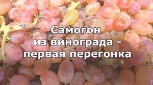 Самогон из винограда - первая перегонка