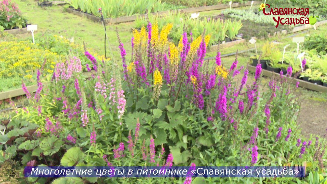 многолетние цветы смотреть онлайн