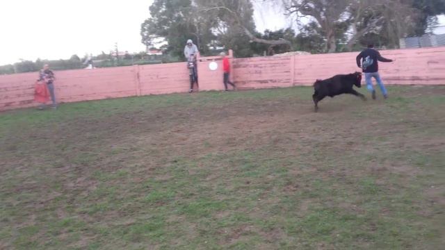 Vacas em samora correia смотреть онлайн