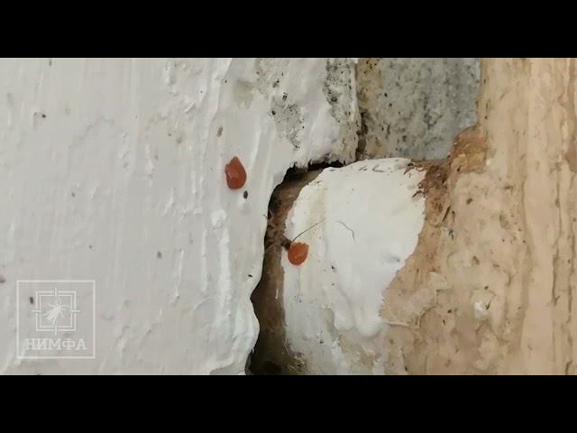 Профессиональный гель в действии. Аппетит у тараканов на УРА!