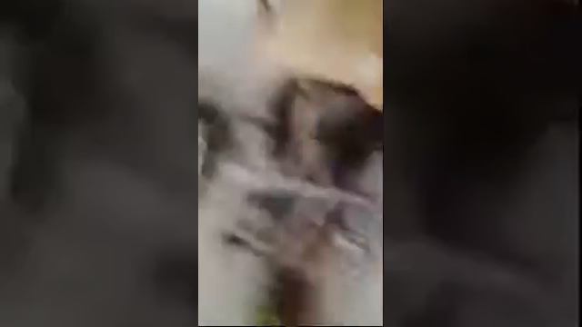 Pokemon Tekken ( Switch) смотреть онлайн