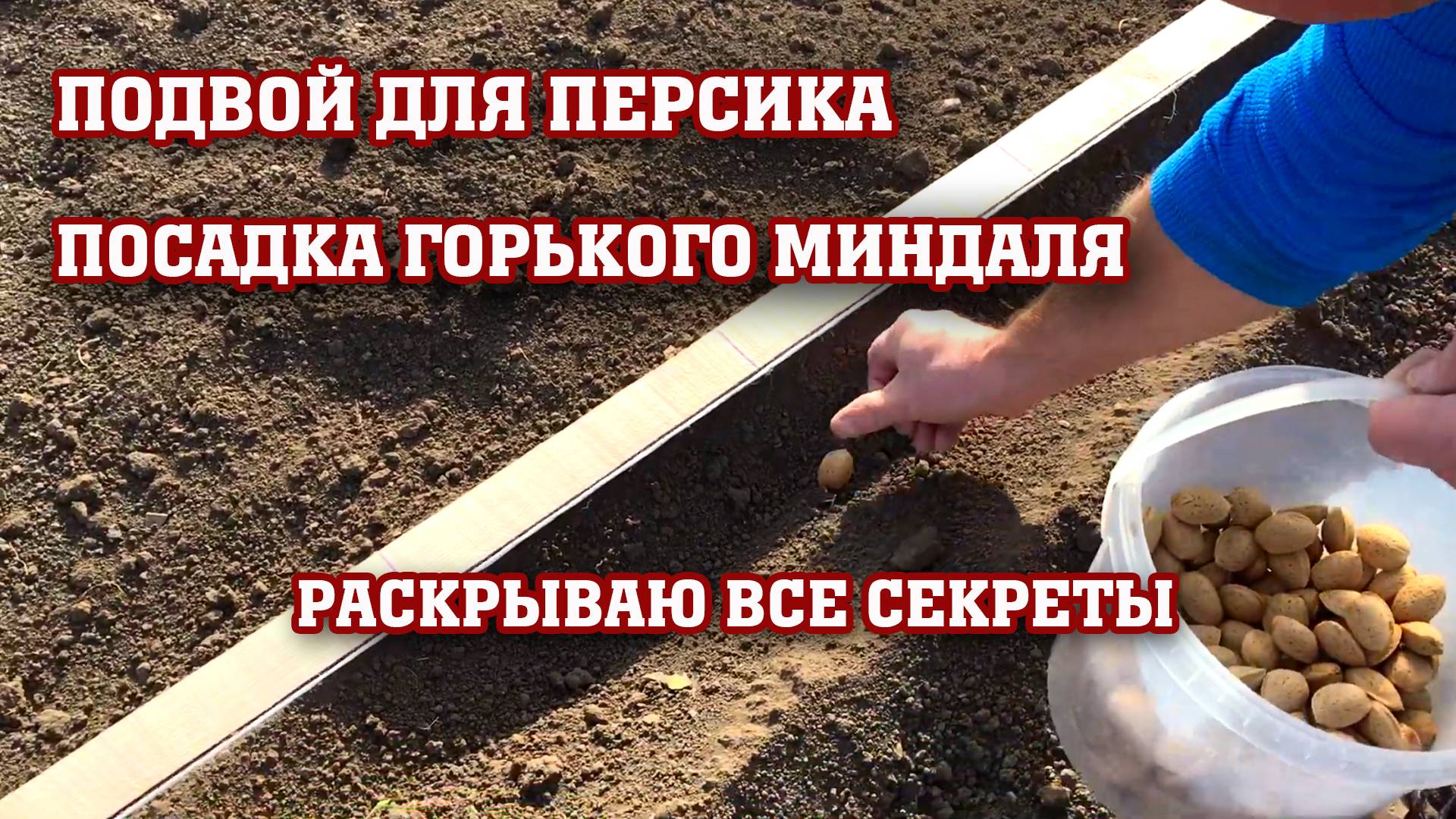 Как правильно посадить миндаль ⧸ Подвой для персика смотреть онлайн