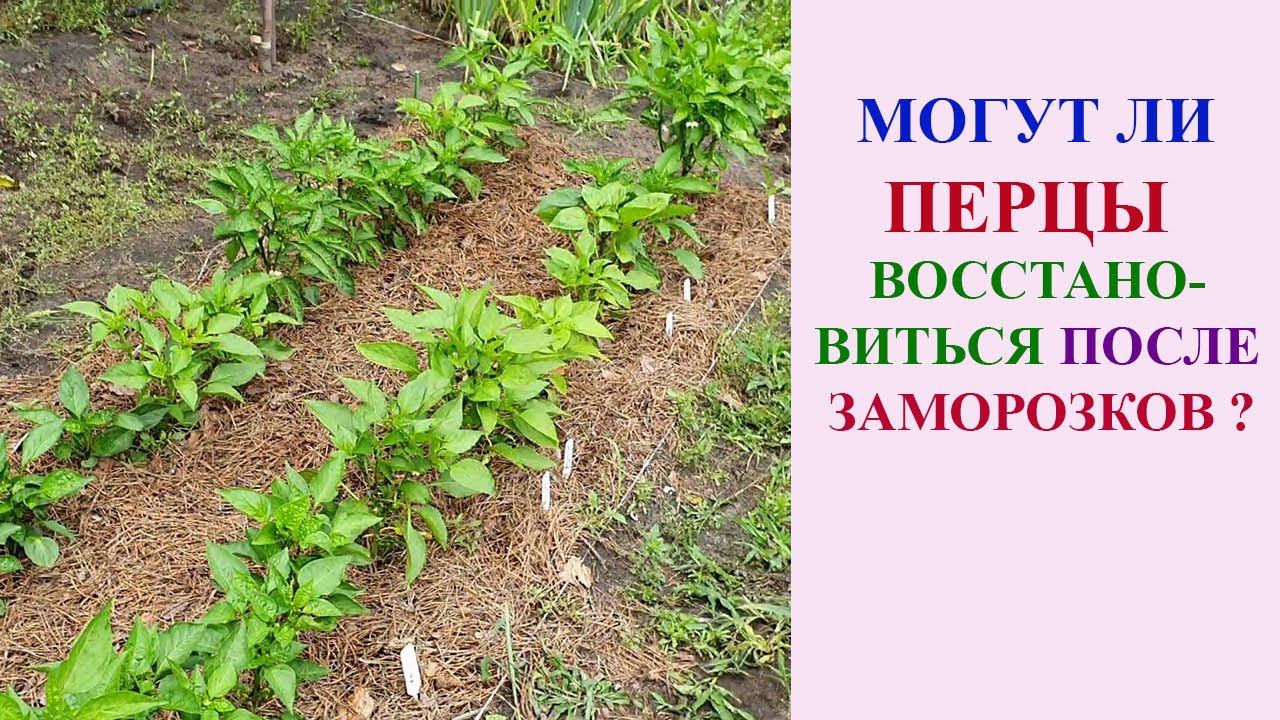 ПЕРЦЫ ВОССТАНОВИЛИСЬ ПОСЛЕ ЗАМОРОЗКА! БУДЕТ ЛИ УРОЖАЙ? смотреть онлайн