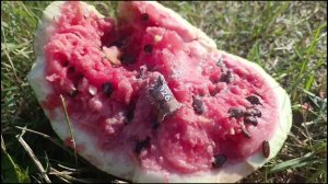 ВЗОРВАЛИ АРБУЗ / НОВИНКИ ПИРОТЕХНИКИ/ ПЕТАРДЫ P2000 И P2000L VS ПРОДУКТОВ!!! АРБУЗ И МНОГОЕ ДРУГОЕ!