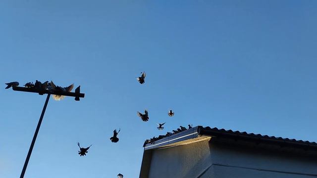 Мои николаевские голуби🕊️(шевелим понемногу 😉) смотреть онлайн