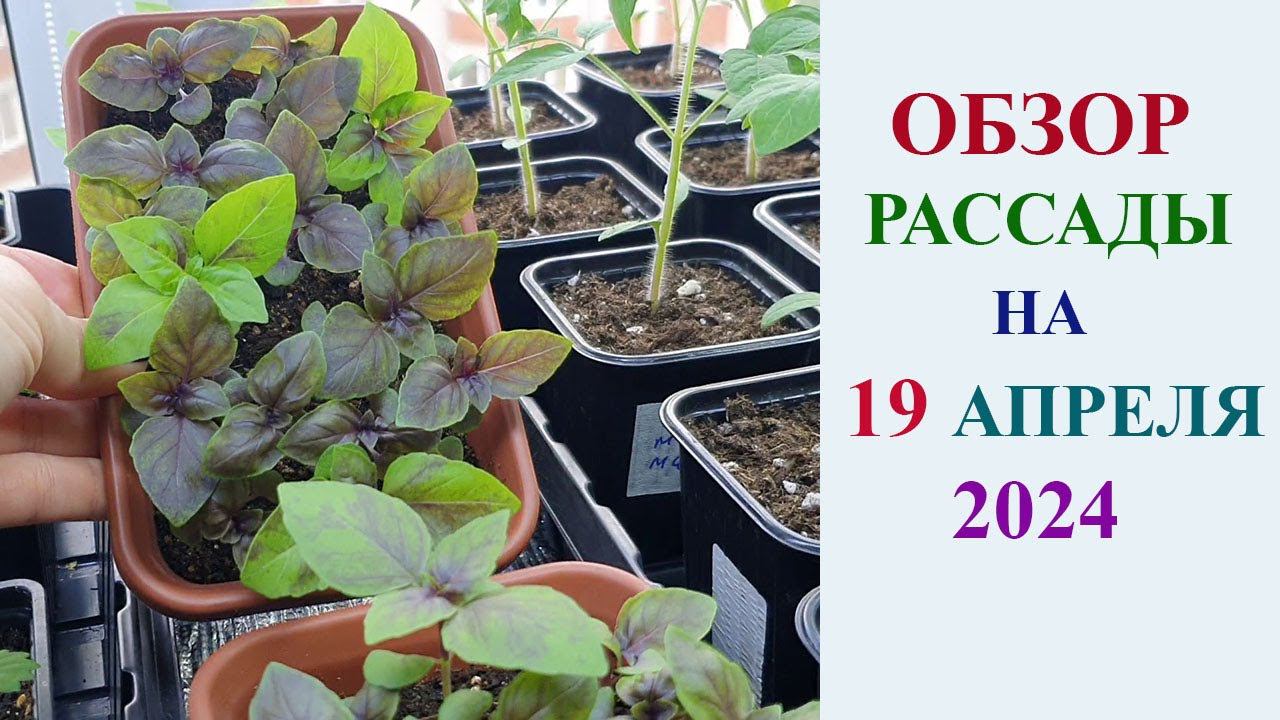ОБЗОР РАССАДЫ НА 19 АПРЕЛЯ 2024 ГОДА. ТОМАТЫ, ПЕРЦЫ, БАКЛАЖАНЫ, ЗЕМЛЯНИКА, БАЗИЛИК, ЦВЕТЫ. смотреть онлайн