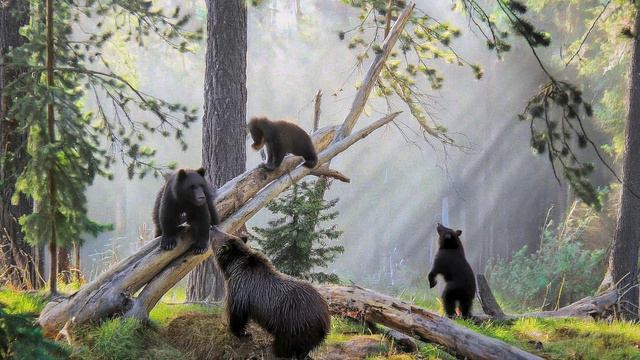 Утро в сосновом бору в стиле И.Шишкина - волшебная живность Подмосковья v2