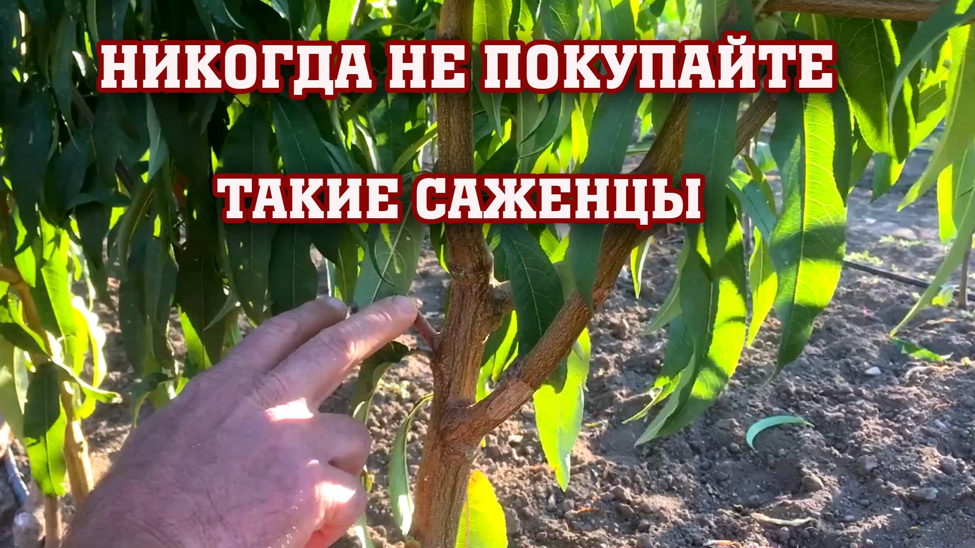 Никогда не покупайте такие саженцы!!!