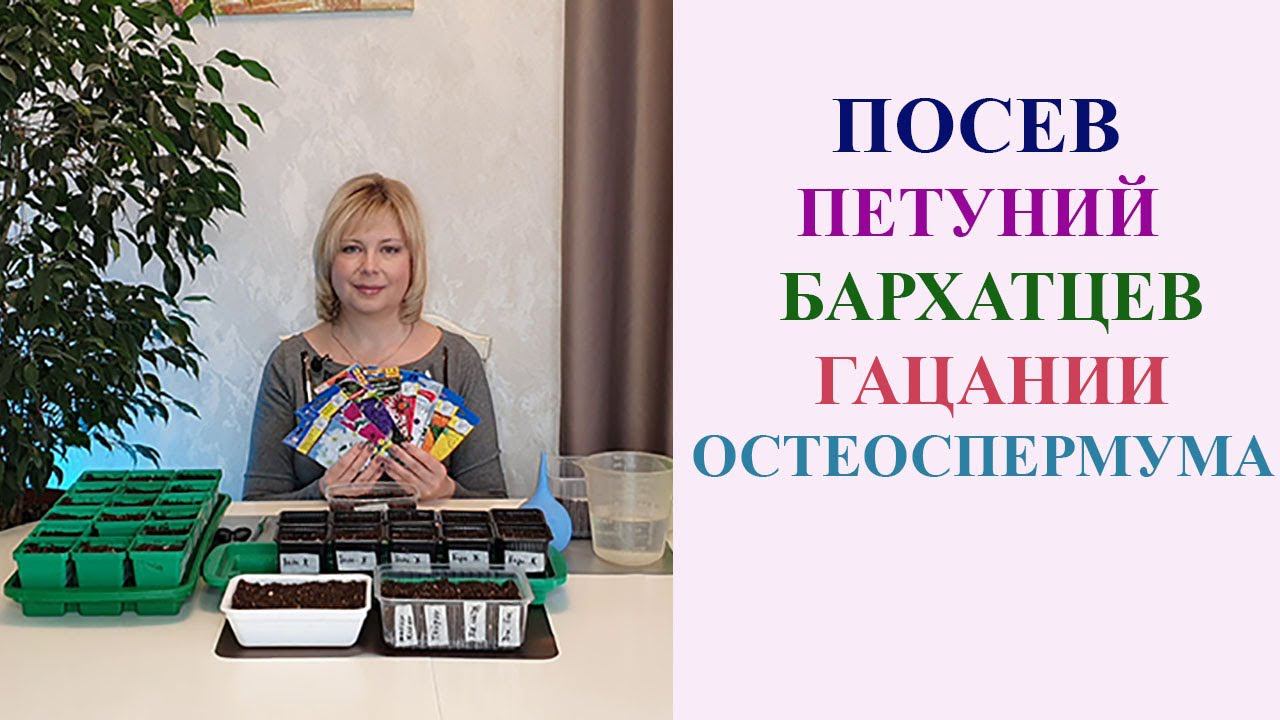 ПОСЕВ ЦВЕТОВ В ОДНОМ ВИДЕО: ПЕТУНИЙ, БАРХАТЦЕВ, ГАЦАНИИ, ОСТЕОСПЕРМУМА смотреть онлайн