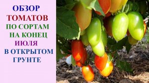 ОБЗОР СОРТОВ ТОМАТОВ В ОТКРЫТОМ ГРУНТЕ 29 ИЮЛЯ.