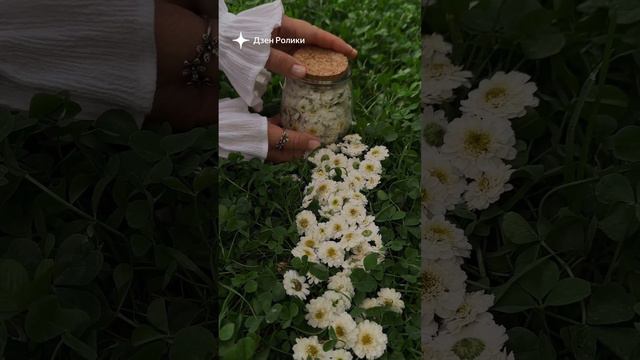 . смотреть онлайн