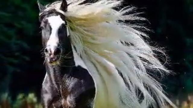 ALMA LLANERA - German Viera - Aut.. y Comp-Pedro Elias Gutierrez смотреть онлайн