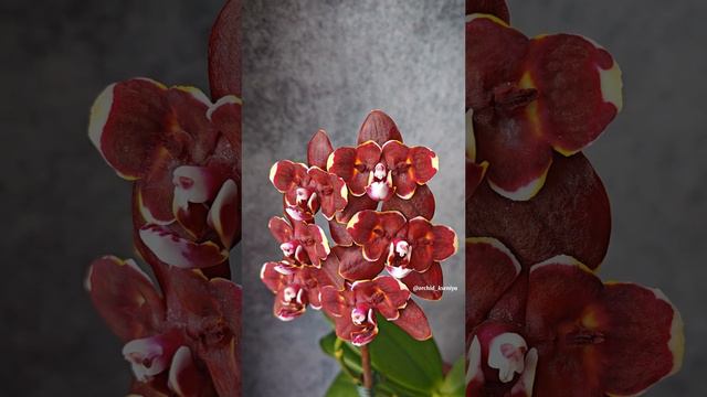 Phal. L22 Yaphon Perfume x Taida Pearl 🤎 Очередное домашнее цветение темной восковой орхидеи бабочк смотреть онлайн