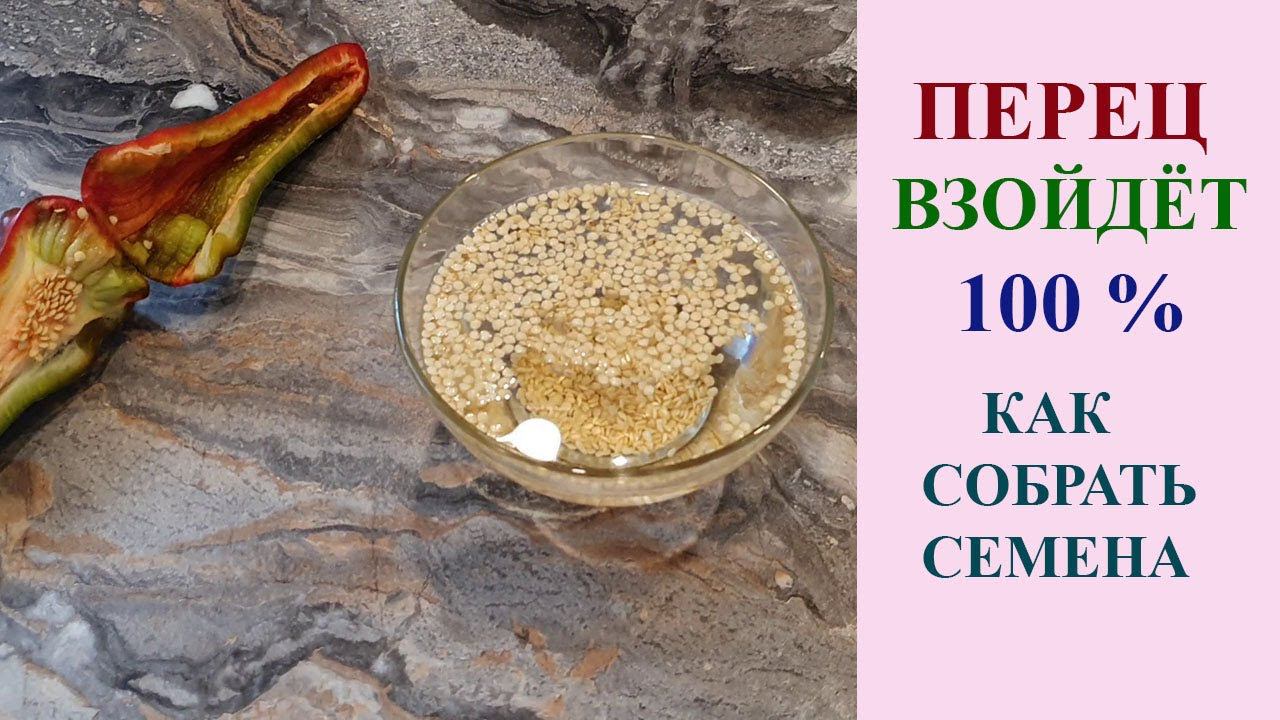 СДЕЛАЙТЕ ТАК И ВСХОЖЕСТЬ ПЕРЦА БУДЕТ 100%. смотреть онлайн