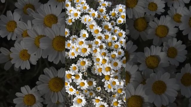 . смотреть онлайн