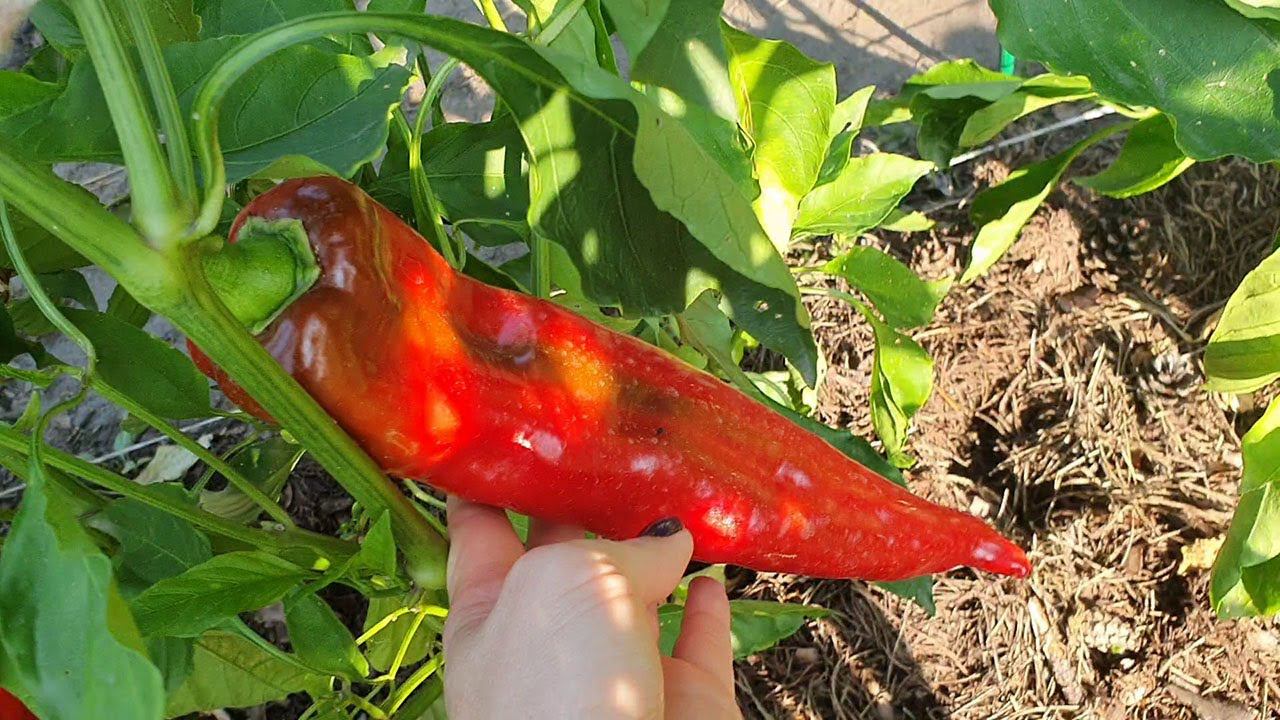 ОБЗОР ОСТРЫХ ПЕРЦЕВ 2022. КАКИЕ ПОНРАВИЛИСЬ, А КАКИЕ - НЕТ. смотреть онлайн