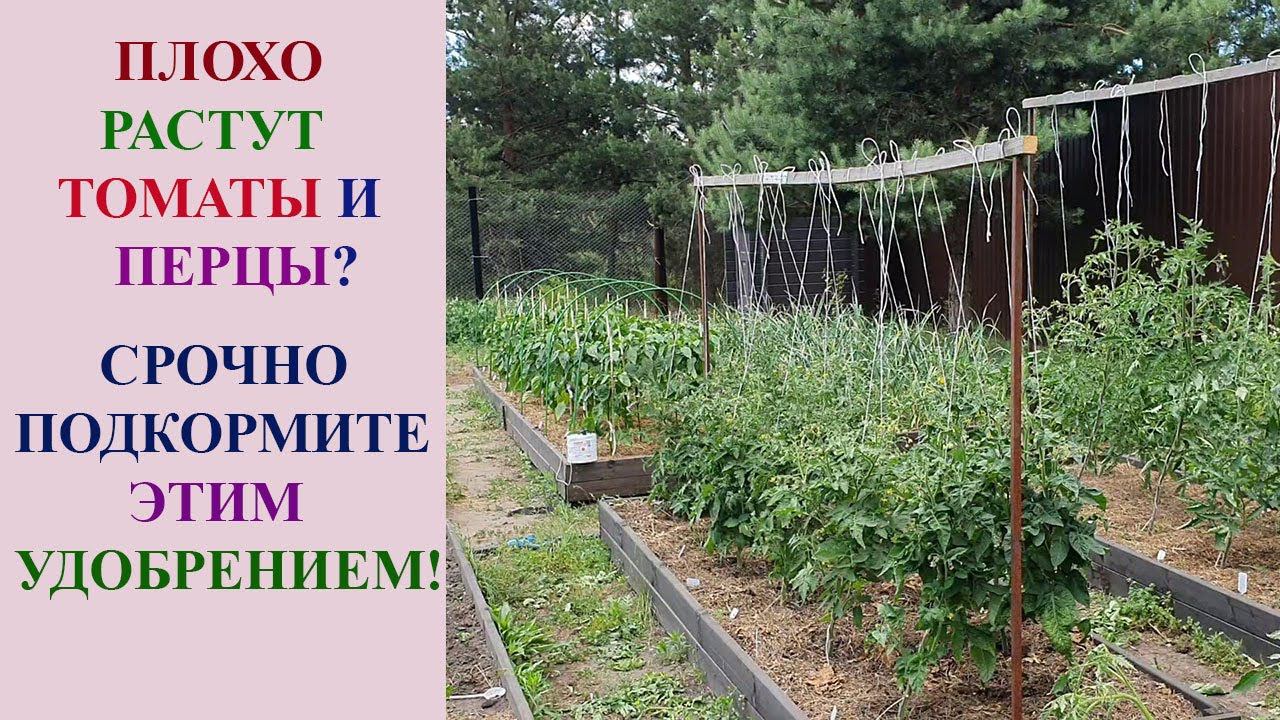 ЕСЛИ ПЛОХО РАСТУТ ТОМАТЫ, ПЕРЦЫ И ДРУГИЕ ОВОЩИ, СРОЧНО ДАЙТЕ ЭТУ ПОДКОРМКУ. смотреть онлайн
