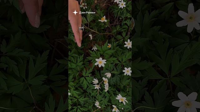 . смотреть онлайн