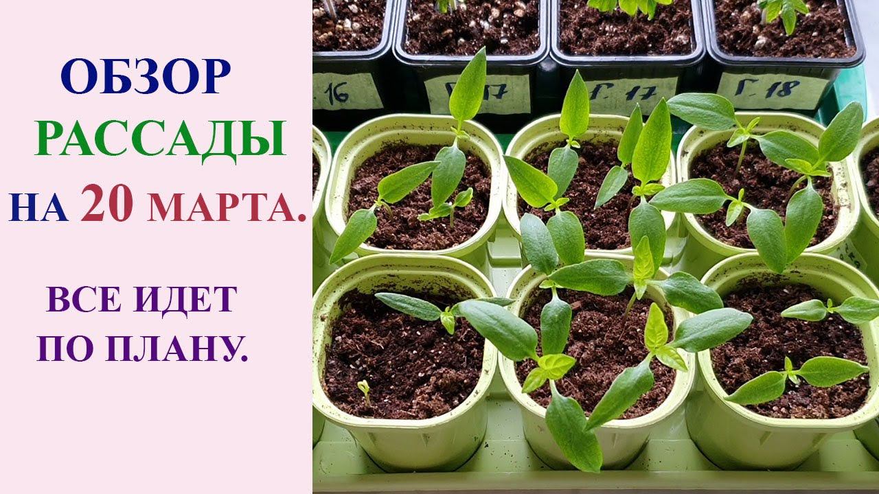ОБЗОР РАССАДЫ ГНОМОВ, ПЕРЦЕВ, БАКЛАЖАНОВ, ЦВЕТОВ НА 20 МАРТА. смотреть онлайн