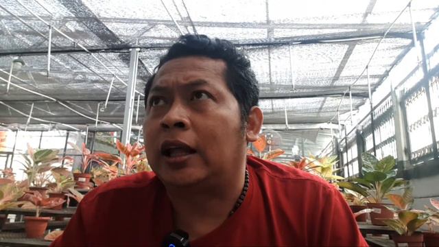 Cuma Satu Tanaman Itu yang Diserang Hama, yang Lain Enggak, Kenapa Ya? смотреть онлайн