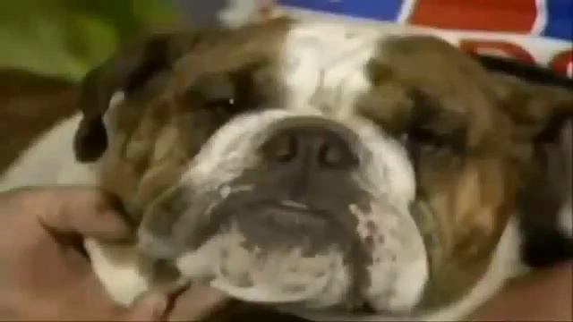 WWE Legend: British Bulldog entrance and theme song: Rock N Roll version (Rare) смотреть онлайн